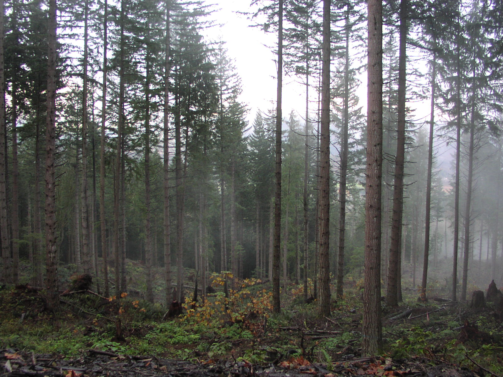 forest