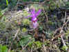 Fairyslipper Orchid "Calypso Bulbosa"