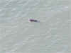 Porpoise from Sares Head