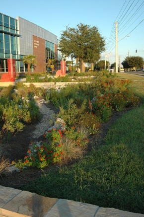 raingarden