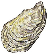 oyster