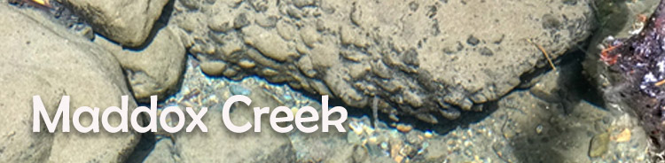 Lorenzan Creek Restoration Project