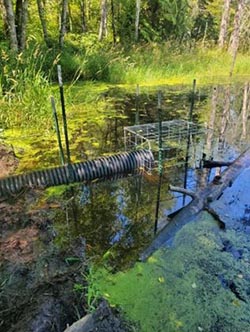 Pond 1