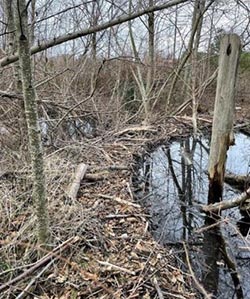 Pond 2