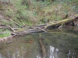 Pond 3