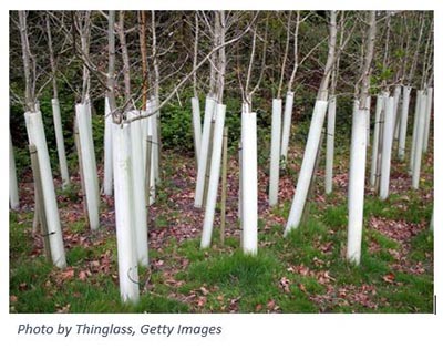 Trees