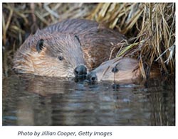 Beavers