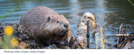 Beaver