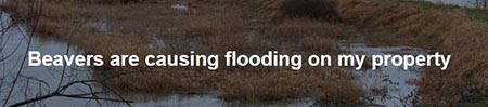 Beavers are causing flooding on my property