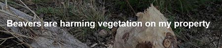 Beavers are harming vegetation on my property