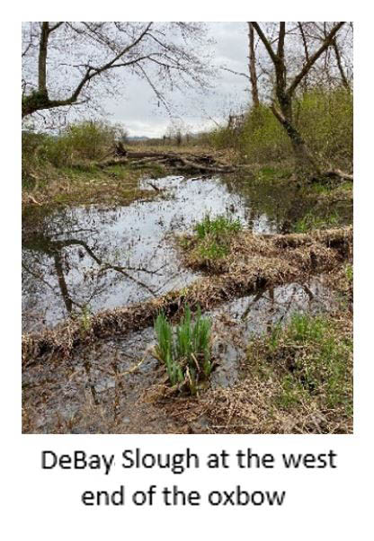 DeBay Slough
