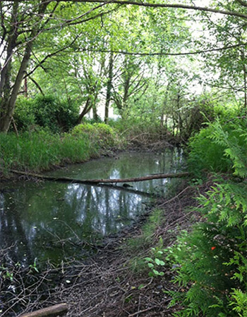 stream