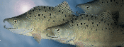 fishswim.gif (75948 bytes)